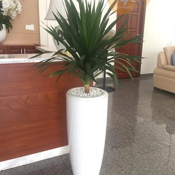 Cây Phát Tài Núi