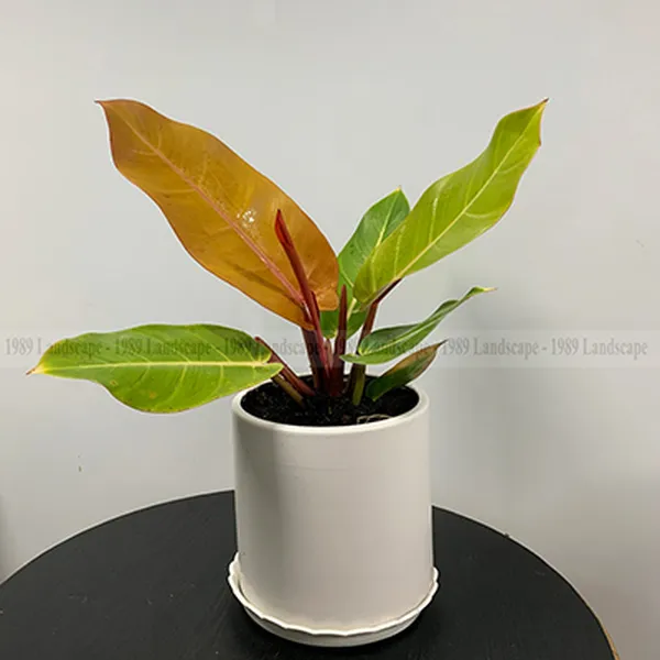 Chậu Trầu Bà Đế Vương Cam