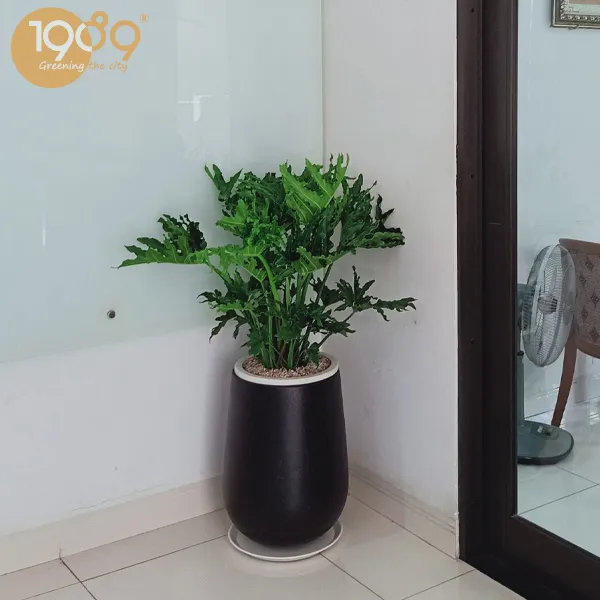 Cây Trầu Bà Thanh Xuân