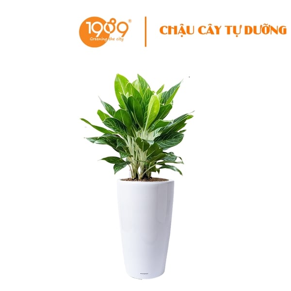 Cây Bạch Mã  Trồng Chậu Tự Dưỡng Venus