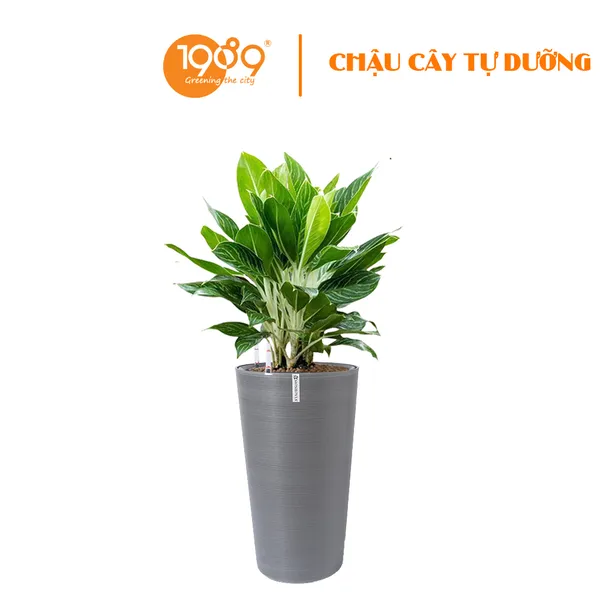 Cây Bạch Mã Trồng Chậu Tự Dưỡng Tròn Vát