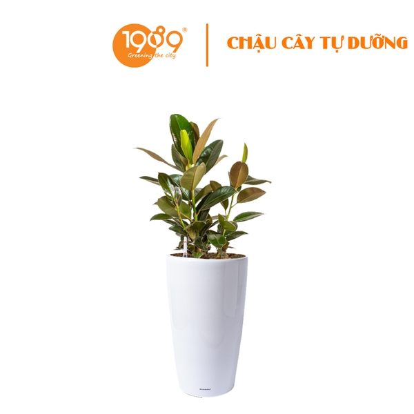 Cây Đa Búp Đỏ Trồng Chậu Tự Dưỡng Venus