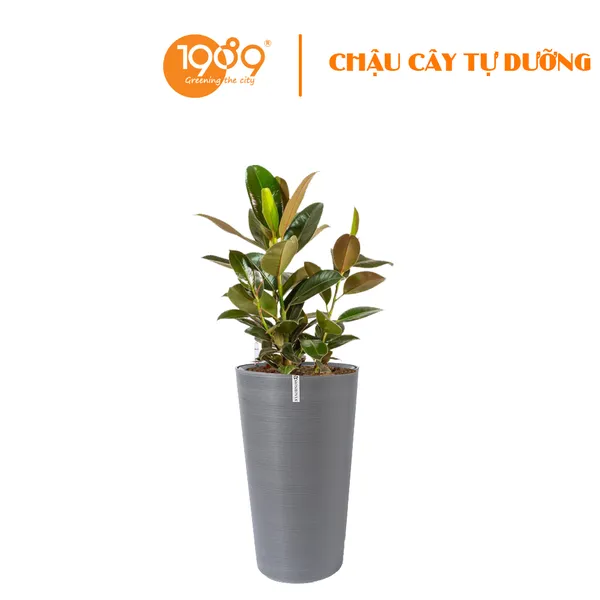 Cây Đa Búp Đỏ Trồng Chậu Tự Dưỡng Tròn Vát