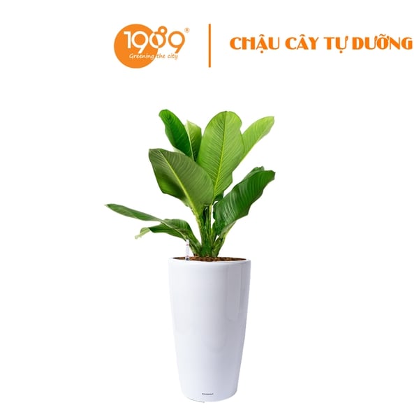 Cây Đại Phú Gia Trồng Chậu Tự Dưỡng Venus