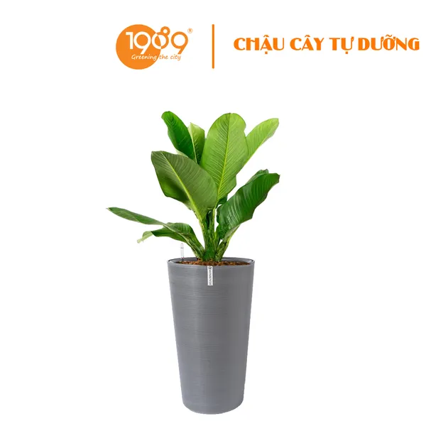 Cây Đại Phú Gia Trồng Chậu Tự Dưỡng Tròn Vát`