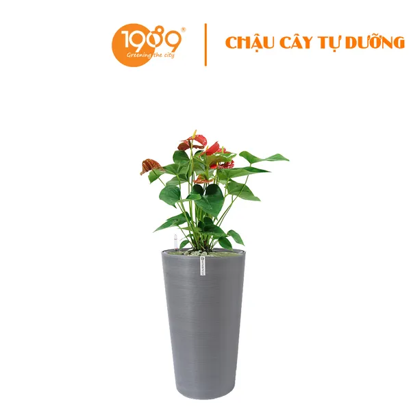 Cây Hông Môn Đỏ Trồng Chậu Tự Dưỡng Tròn Vát