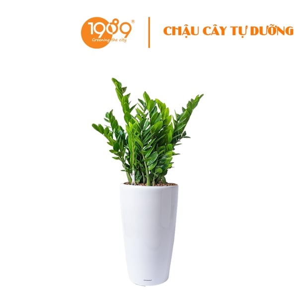 Cây Kim Tiền Trồng Chậu Tự Dưỡng Venus