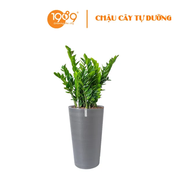 Cây Kim Tiền Trồng Chậu Tự Dưỡng Tròn Vát