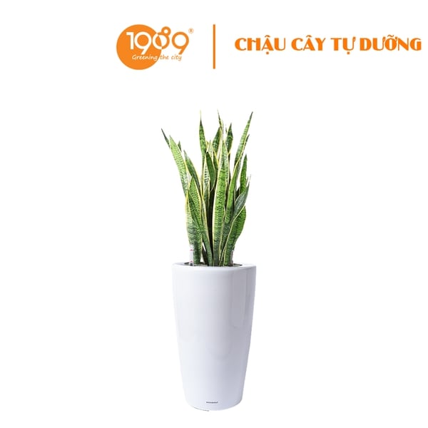 Cây Lưỡi Hổ Trồng Chậu Tự Dưỡng Venus