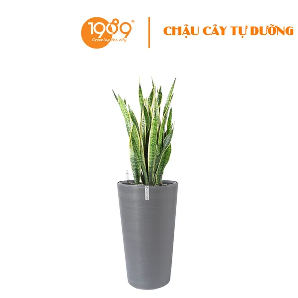 Cây Lưỡi Hổ Trồng Chậu Tự Dưỡng Tròn Vát