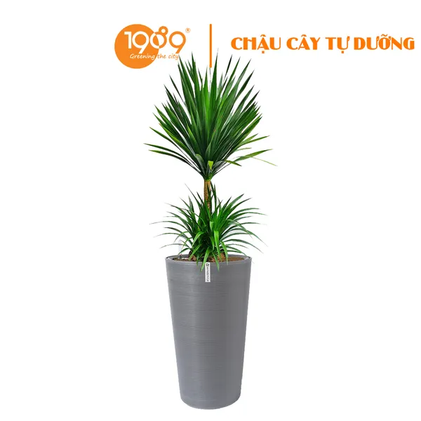 Cây Phát Tài Núi Mẫu Tử Trồng Chậu Tự Dưỡng Tròn Vát