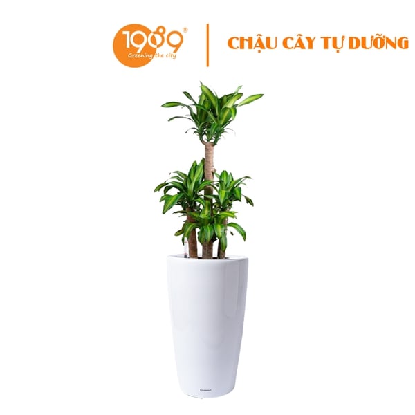 Cây Thiết Mộc Lan Trồng Chậu Tự Dưỡng Venus