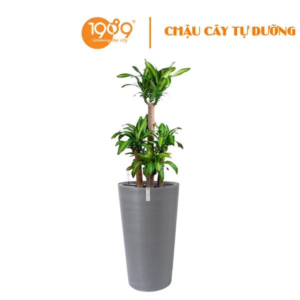 Cây Thiết Mộc Lan Trồng Chậu Tự Dưỡng Tròn Vát