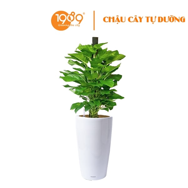 Cây Trầu Bà Cột Trồng Chậu Tự Dưỡng Venus