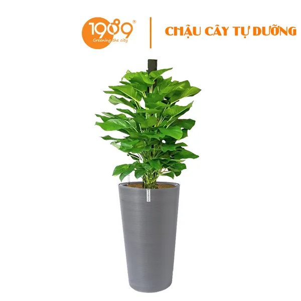 Cây Trầu Bà Cột Trồng Chậu Tự Dưỡng Tròn Vát