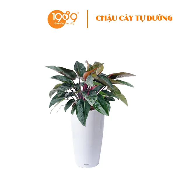 Cây Trầu Bà Đế Vương Đỏ Trồng Chậu Tự Dưỡng Venus