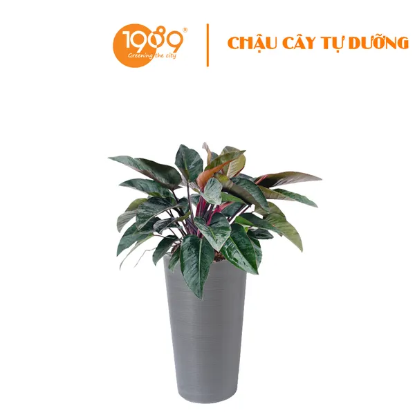 Cây Trầu Bà Đế Vương Đỏ Trồng Chậu Tự Dưỡng Tròn Vát