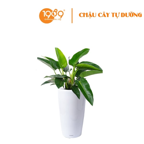 Cây Trầu Bà Đế Vương Xanh Trồng Chậu Tự Dưỡng Venus