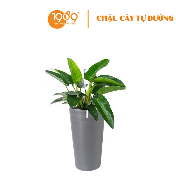 Cây Trầu Bà Đế Vương Xanh Trồng Chậu Tự Dưỡng Tròn Vát