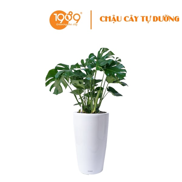 Cây Trầu Bà Nam Mỹ Trồng Chậu Tự Dưỡng Venus