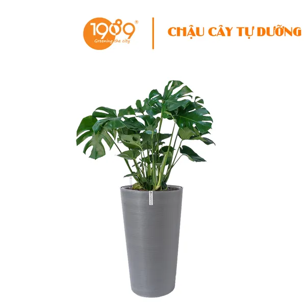 Cây Trầu Bà Nam Mỹ Trồng Chậu Tự Dưỡng Tròn Vát