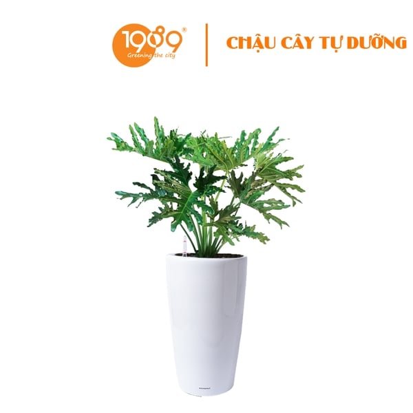 Cây Trầu Bà Thanh Xuân Trồng Chậu Tự Dưỡng Venus