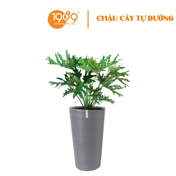 Cây Trầu Bà Thanh Xuân Trồng Chậu Tự Dưỡng Tròn Vát