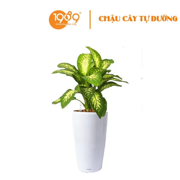 Cây Vạn Niên Thanh Trồng Chậu Tự Dưỡng Venus