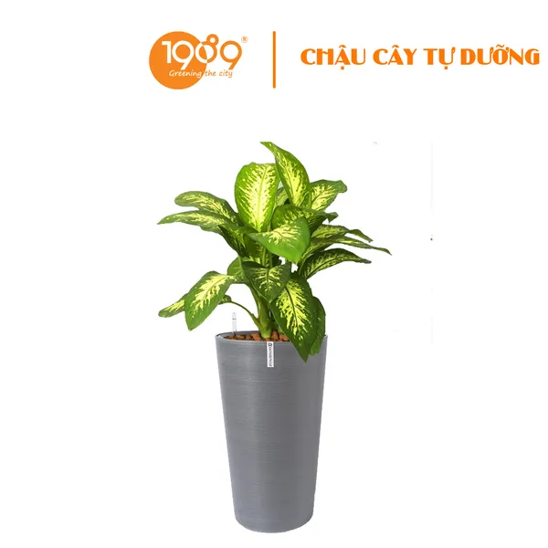 Cây Vạn Niên Thanh Trồng Chậu Tự Dưỡng Tròn Vát