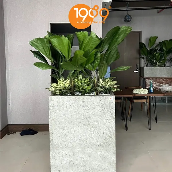 Chậu Chữ Nhật Trồng Cọ Nhật