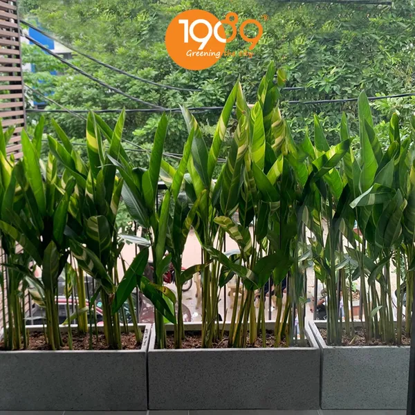 Chậu Đá Mài Chữ Nhật Trồng Mỏ Két