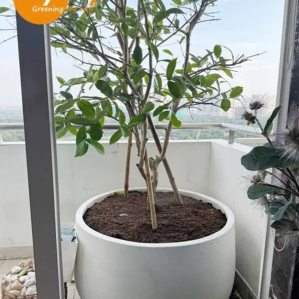Chậu Tròn Bầu 60*100cm