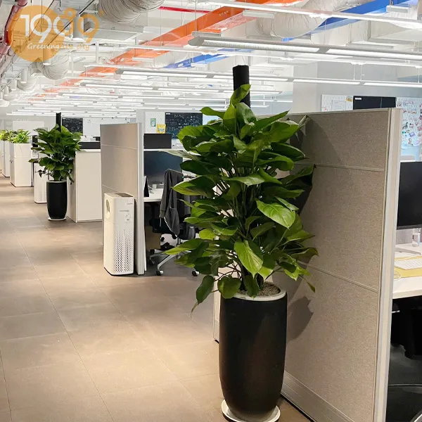 Gói Thuê Cây Văn Phòng Tiêu Chuẩn