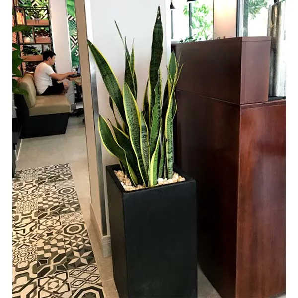 Cây Lưỡi Hổ