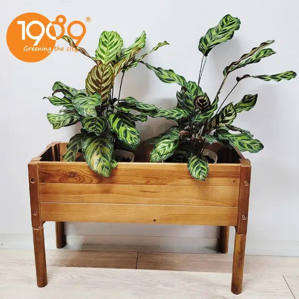 Chậu Gỗ Trồng Cây Chữ Nhật