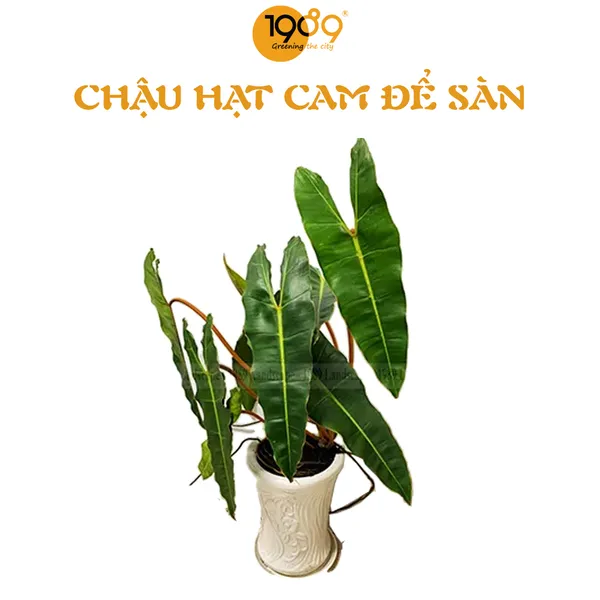Chậu Hạc Cam Để Sàn