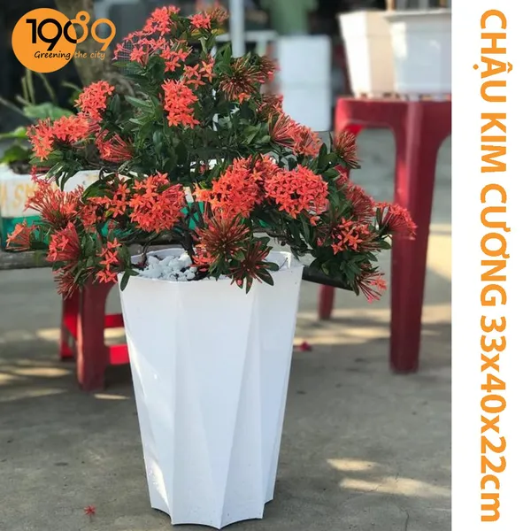 Chậu Nhựa Trồng Cây Bát Giác