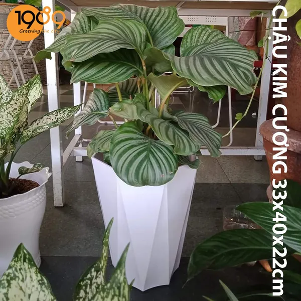 Chậu Nhựa Trồng Cây Bát Giác