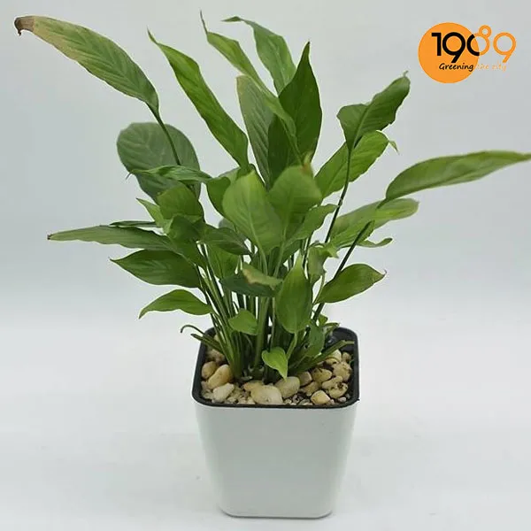 Chậu Thông Minh Tự Tưới Vuông Bầu