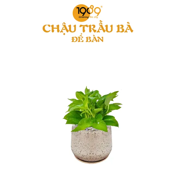 Cây Trầu Bà Xanh