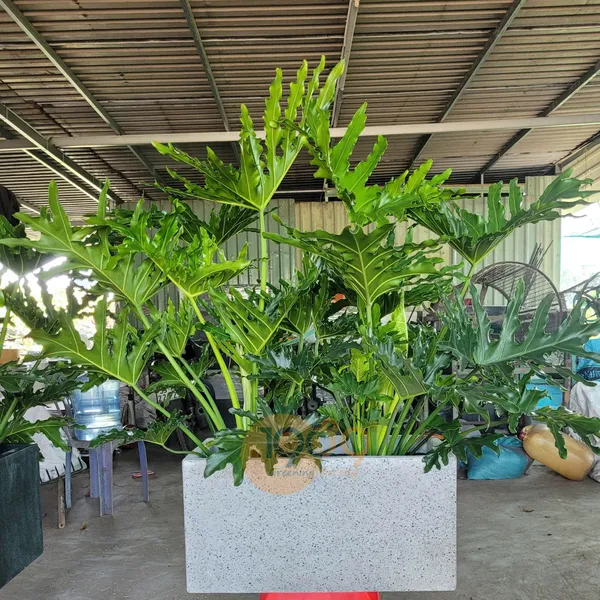 Chậu Chữ Nhật Trồng Trầu Bà Thanh Xuân