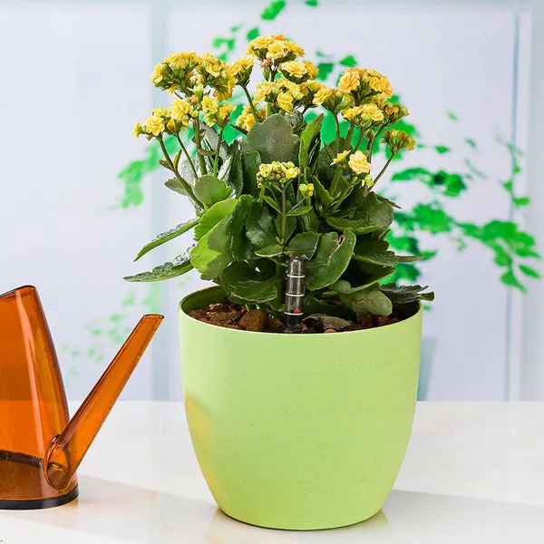 Chậu Trồng Cây Tự Dưỡng 18.5x16cm