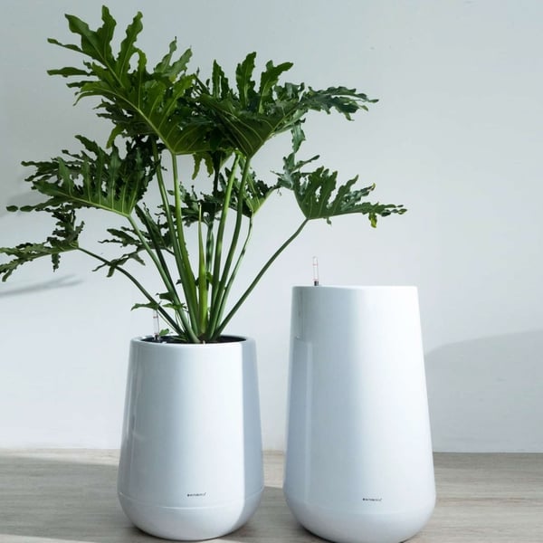 Chậu Tự Dưỡng Giọt Nước