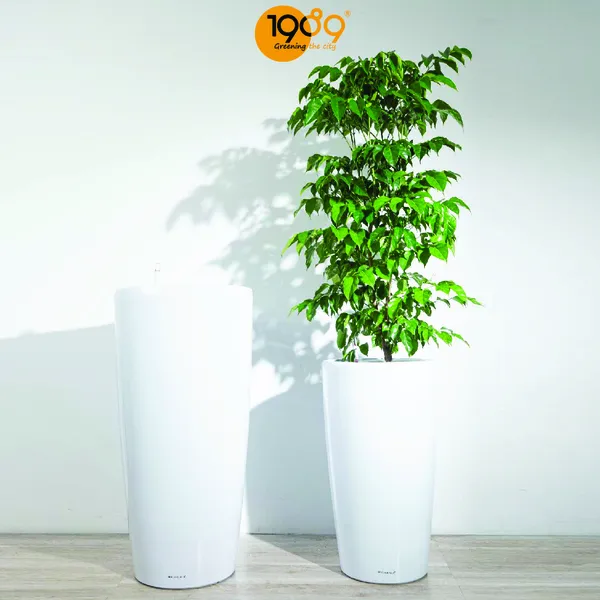 Chậu Tự Dưỡng Venus