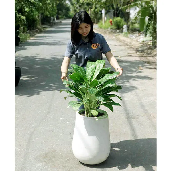 Chậu Đá Mài Giọt Nước 30x50cm