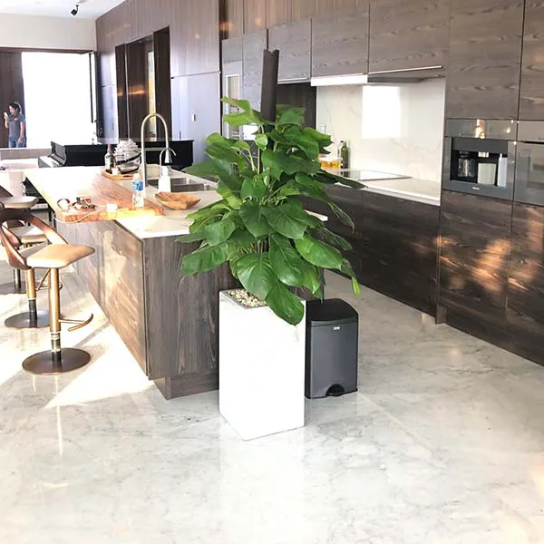 Trầu Bà Cột