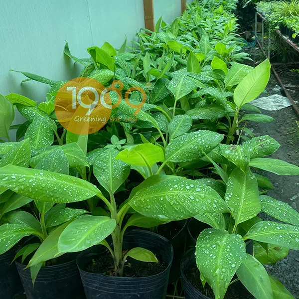 Cây Giống Chuối Laba