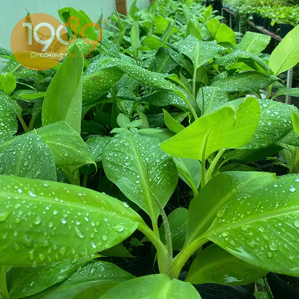 Cây Giống Chuối Laba
