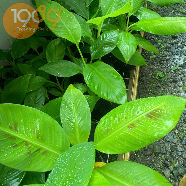 Cây Giống Chuối Laba