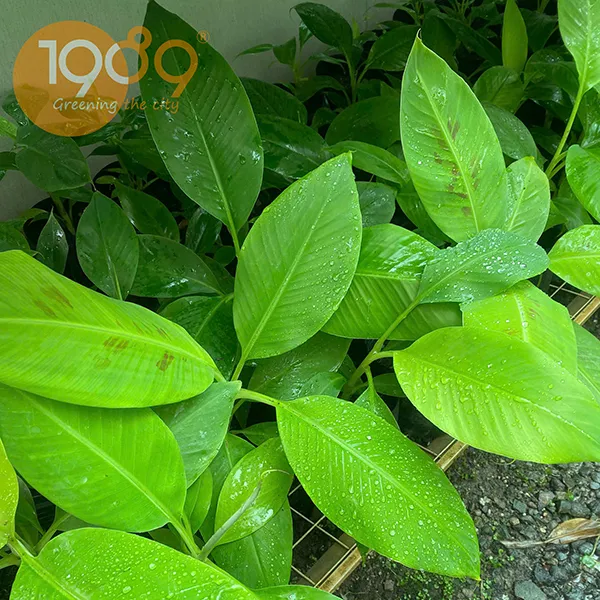 Cây Giống Chuối Laba